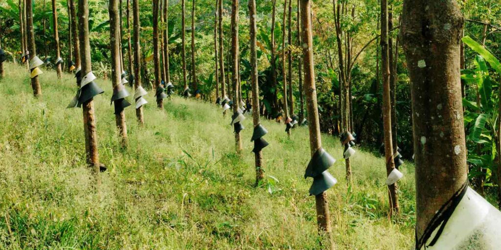 The Rubber Board Is to Aim Rubber Cultivation In North Eastern Parts of India